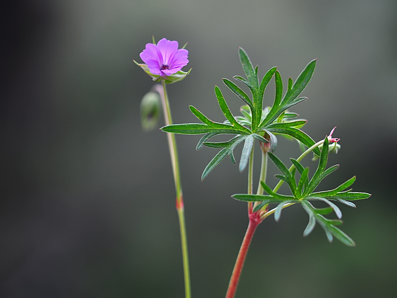 Geranium colombinum