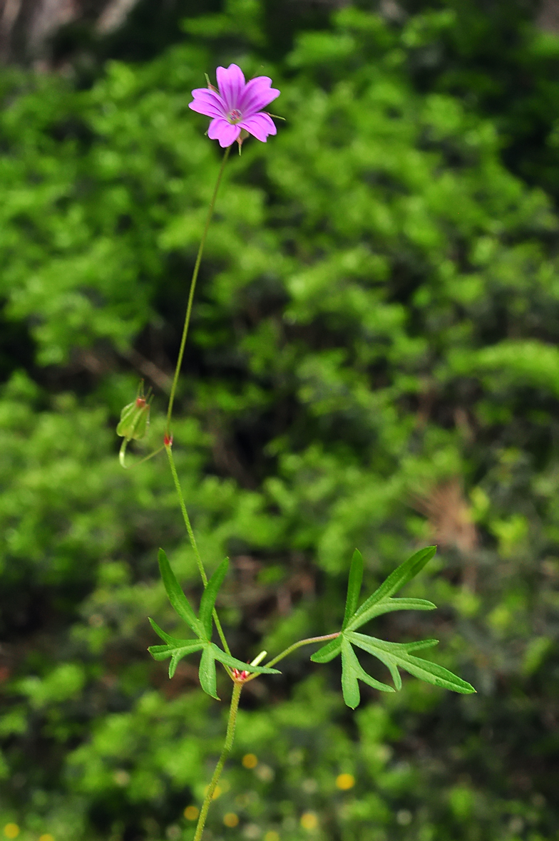 Geranium colombinum