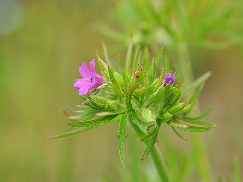 Geranium dissectum