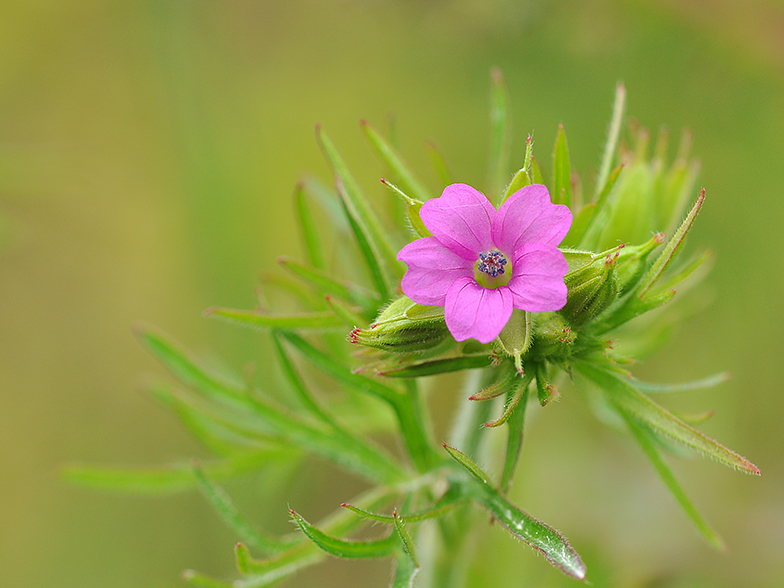 Geranium dissectum