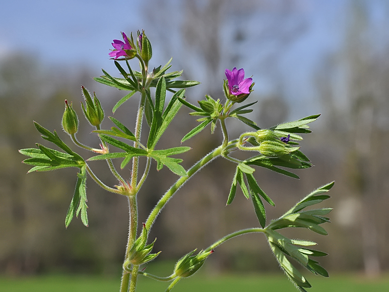 Geranium dissectum