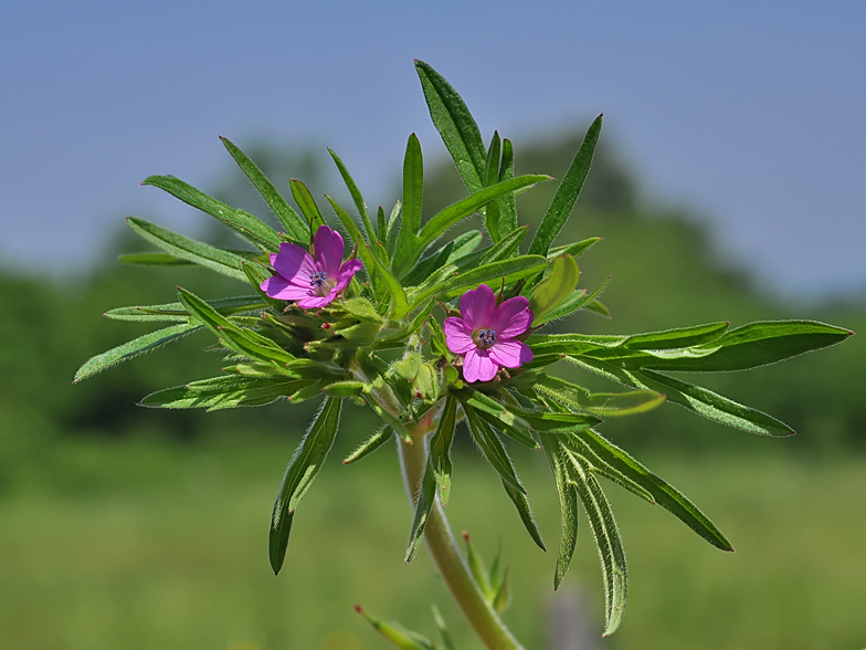 Geranium dissectum