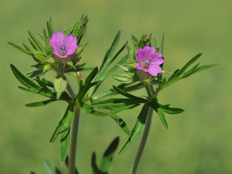 Geranium dissectum