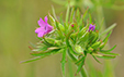 Geranium dissectum