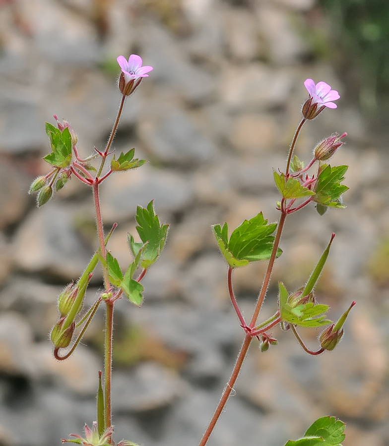 Geranium molle