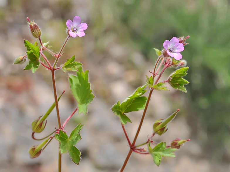 Geranium molle