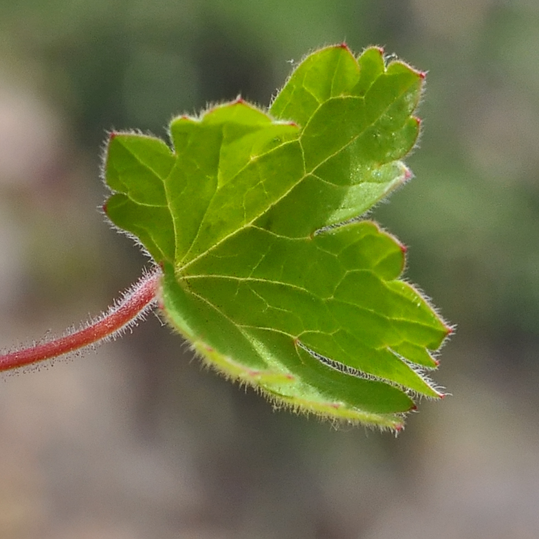 Geranium molle