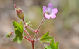 Geranium molle