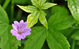 Geranium nodosum