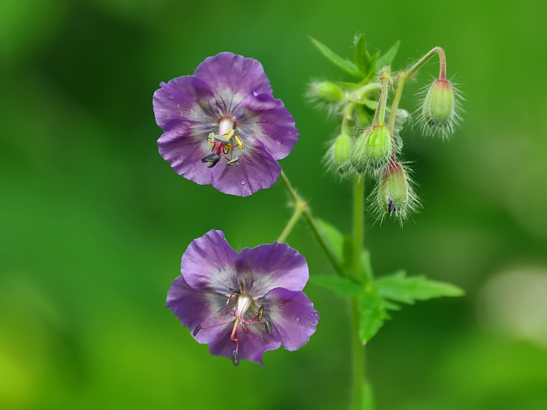 Geranium phaeum