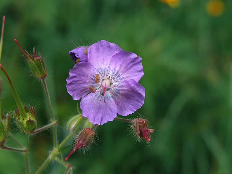 Geranium phaeum