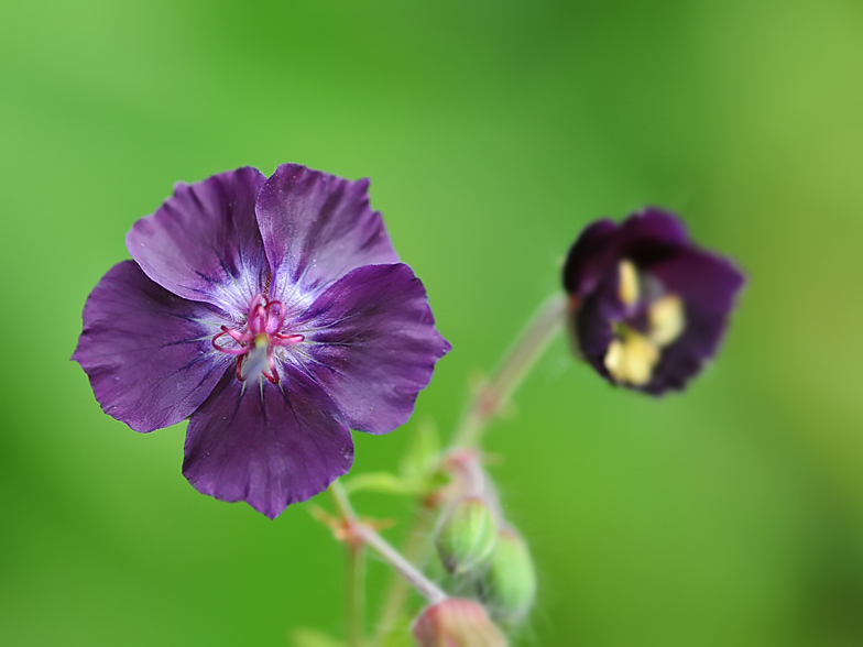 Geranium phaeum