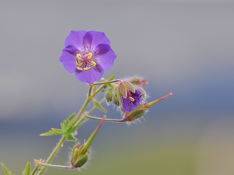 Geranium phaeum