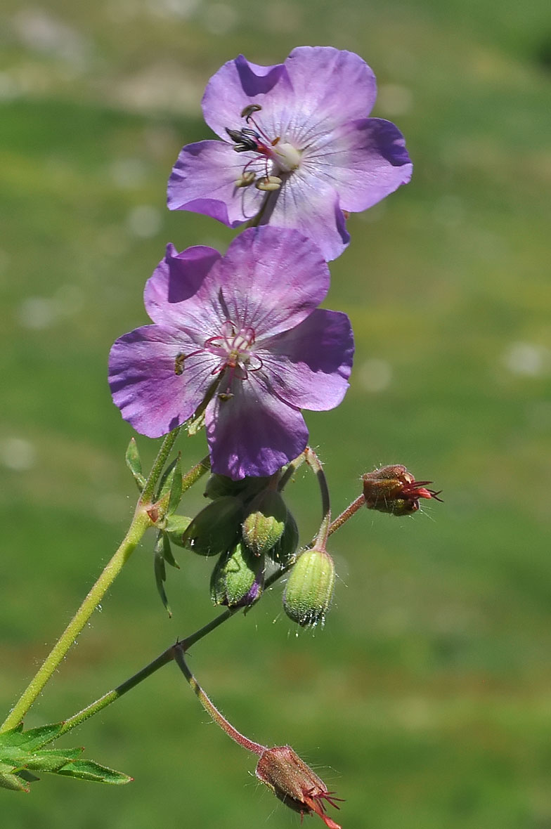 Geranium phaeum