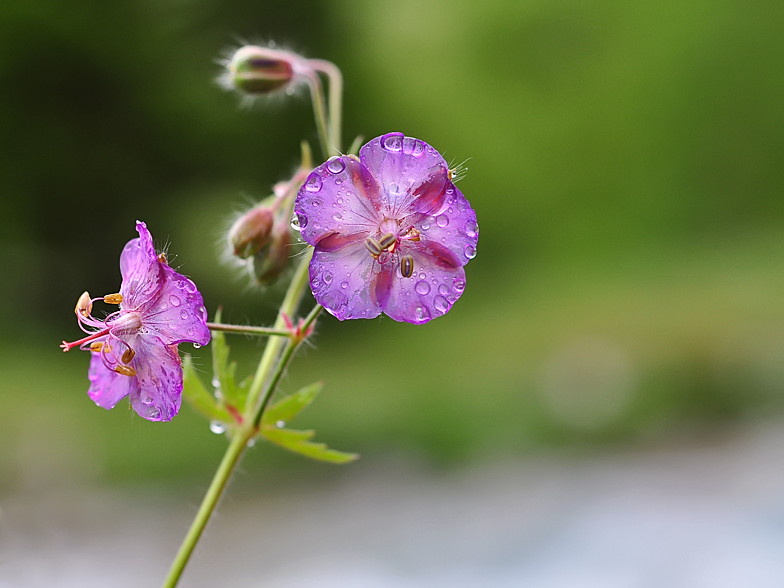 Geranium phaeum