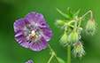 Geranium phaeum