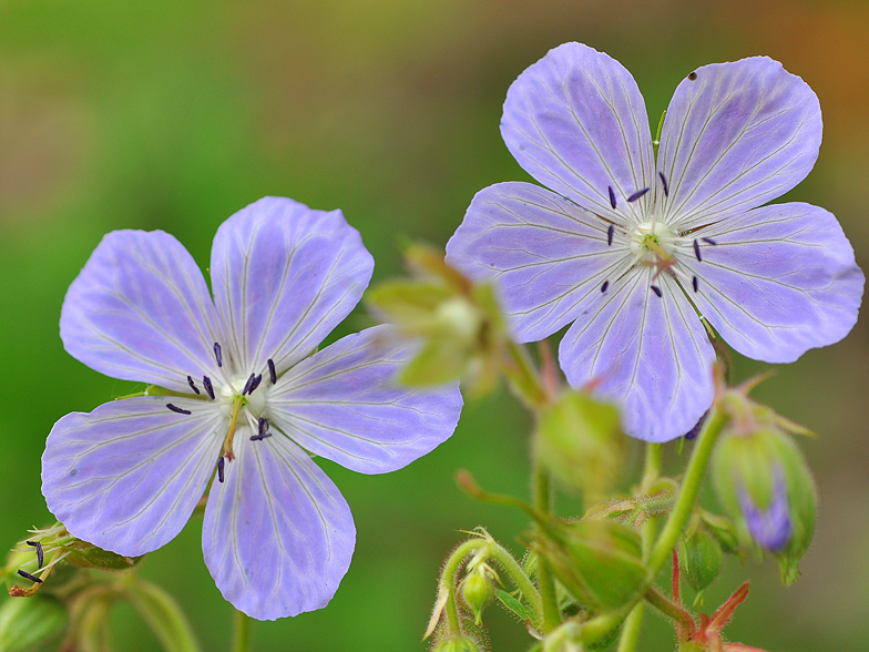 Geranium pratense