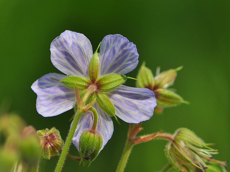 Geranium pratense