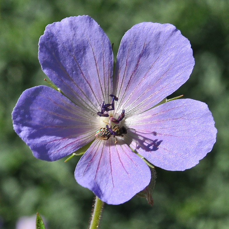 Geranium pratense