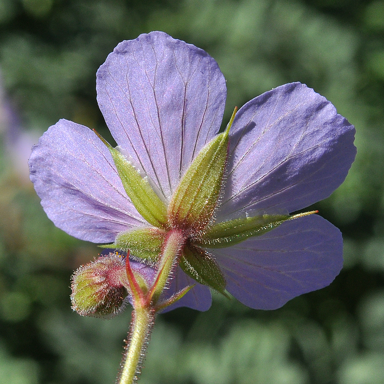 Geranium pratense