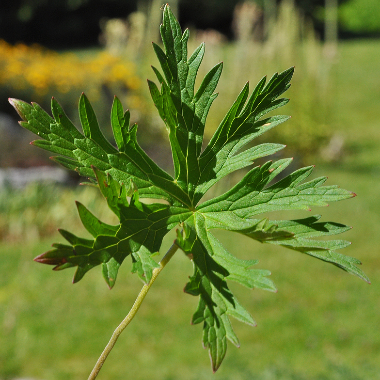 Geranium pratense