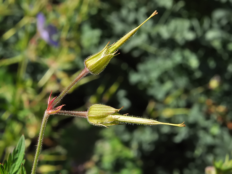 Geranium pratense fruits