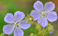 Geranium pratense