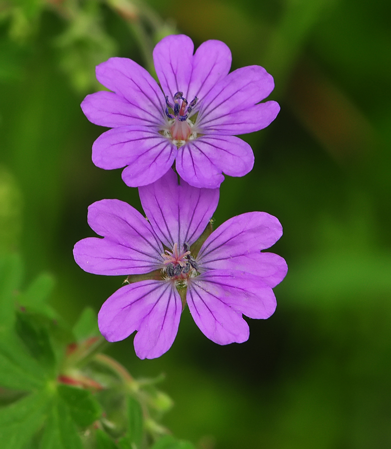 Geranium pyrenaicum