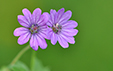 Geranium pyrenaicum