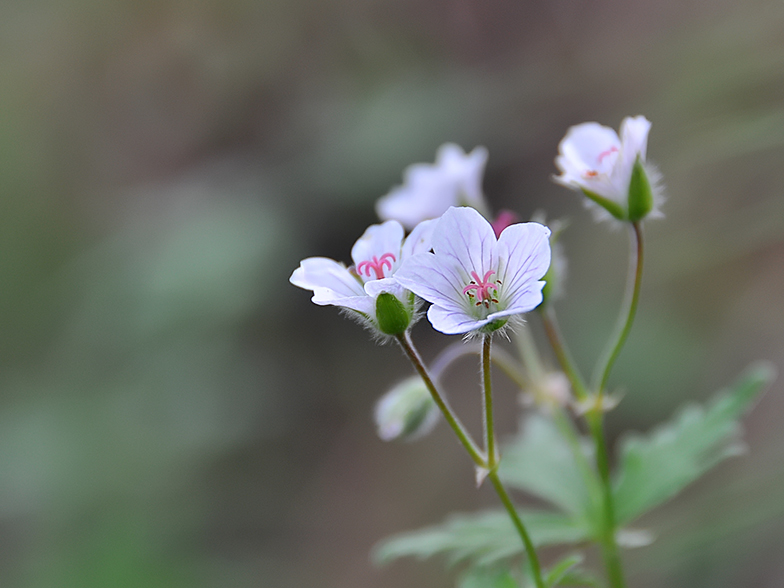 Geranium rivulare