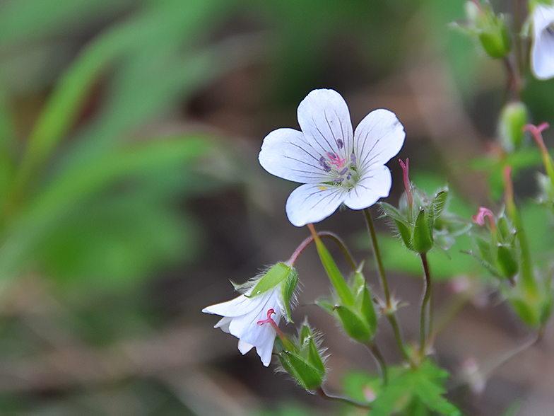 Geranium rivulare