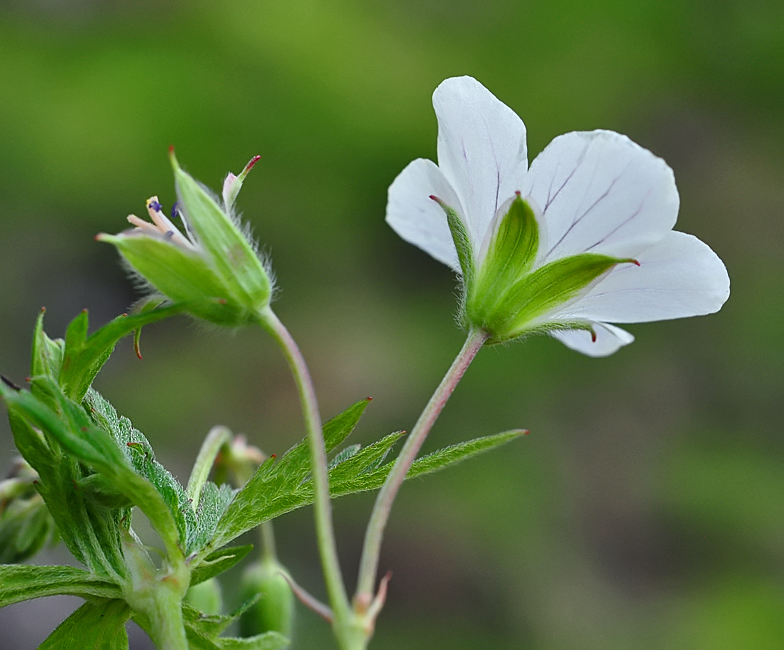 Geranium rivulare