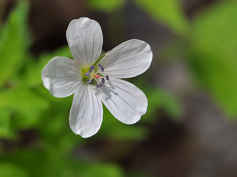 Geranium rivulare