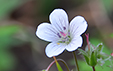 Geranium rivulare