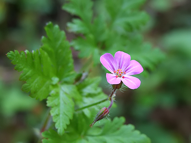 Geranium robertianum