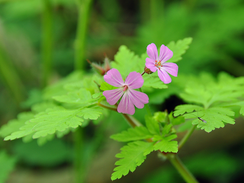 Geranium robertianum