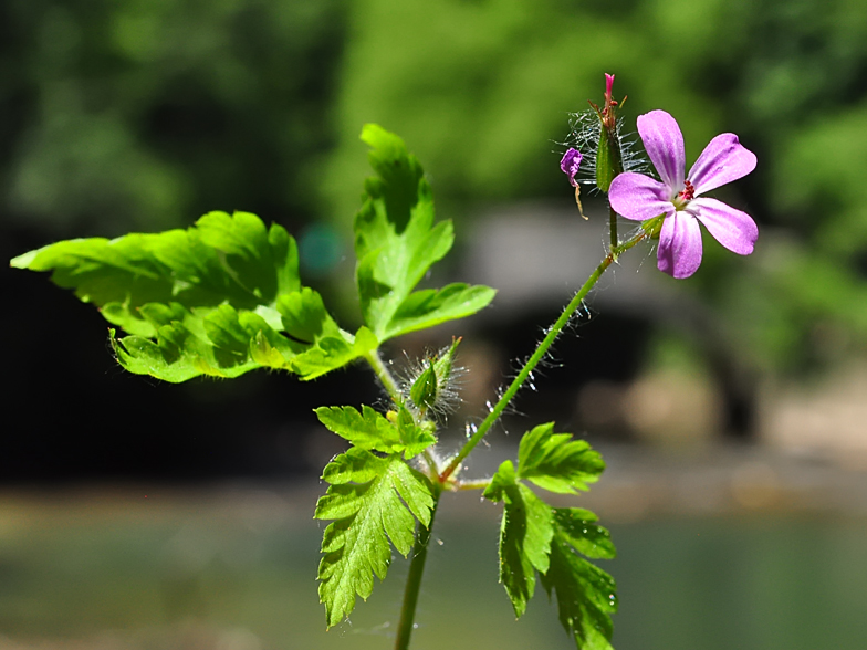 Geranium robertianum