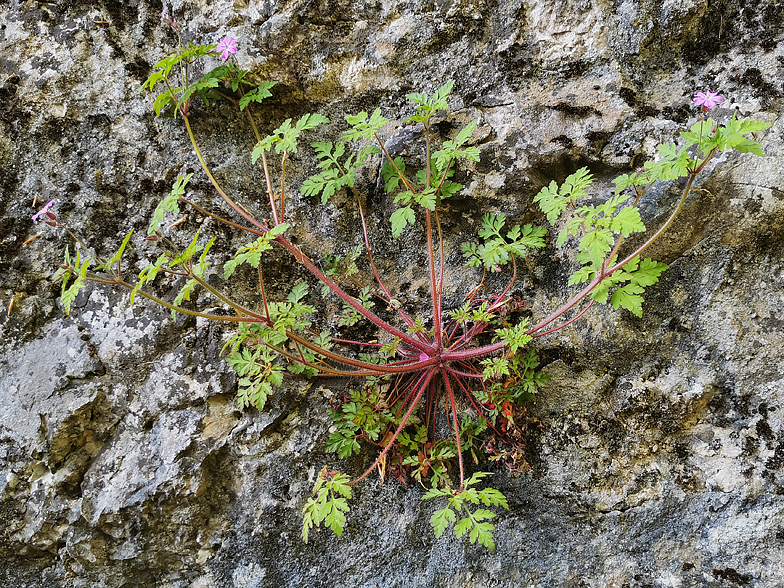 Geranium robertianum