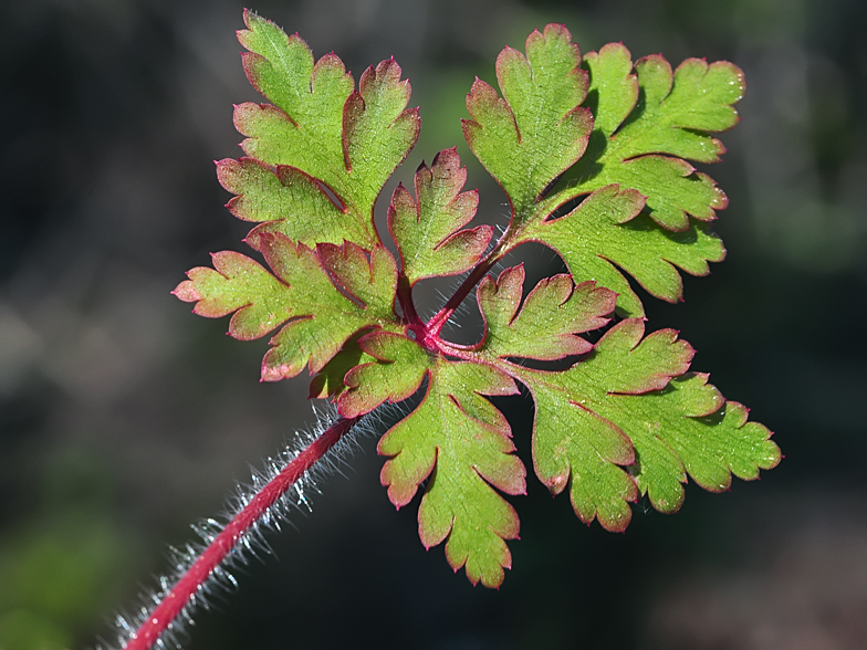 Geranium robertianum