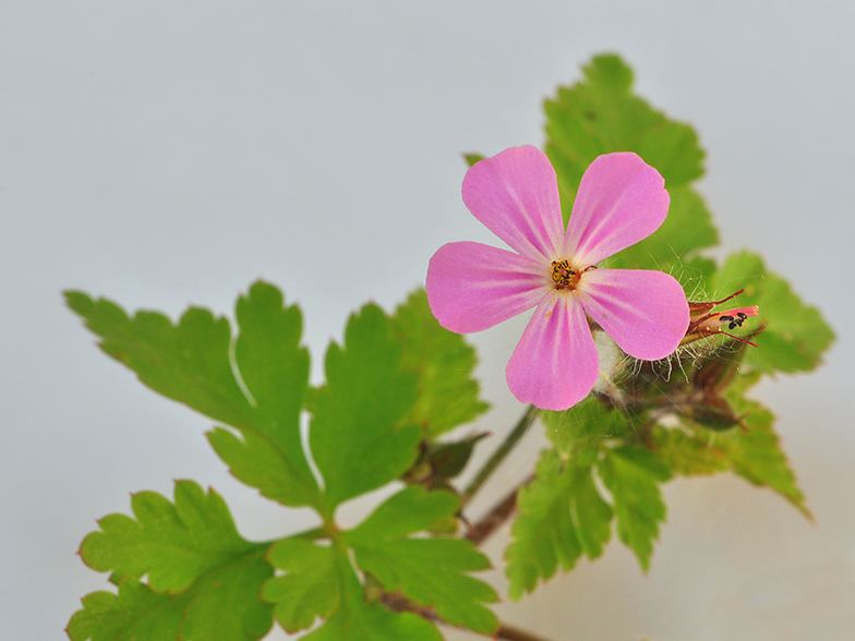 Geranium robertianum