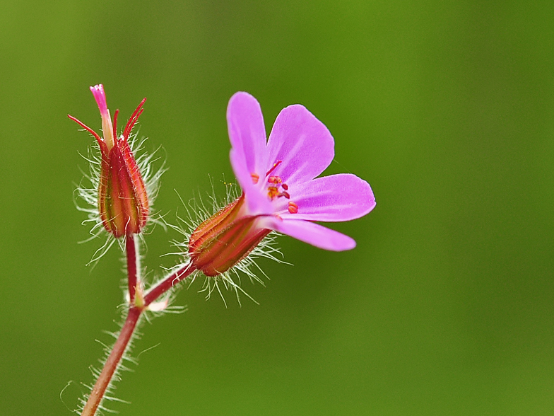 Geranium robertianum