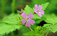 Geranium robertianum