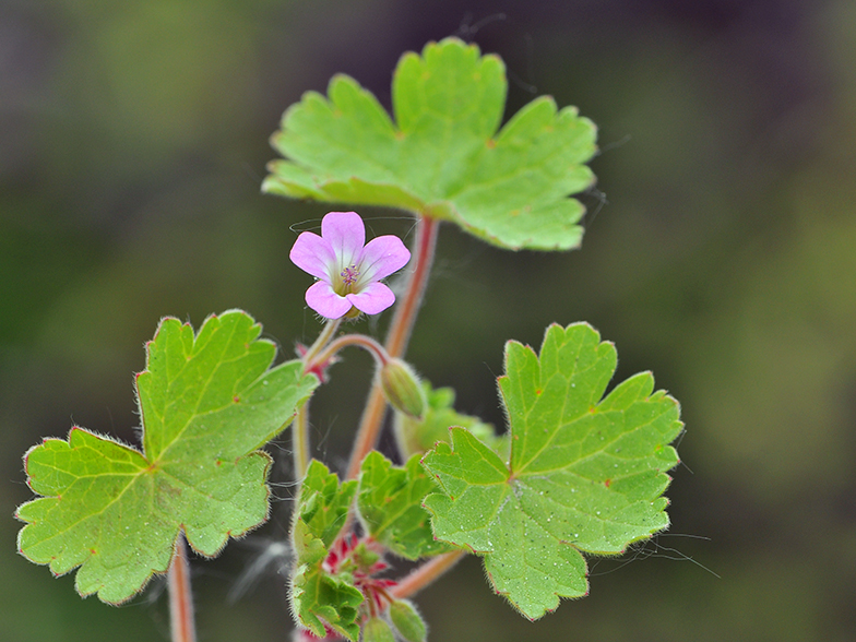 Geranium rotundifolium