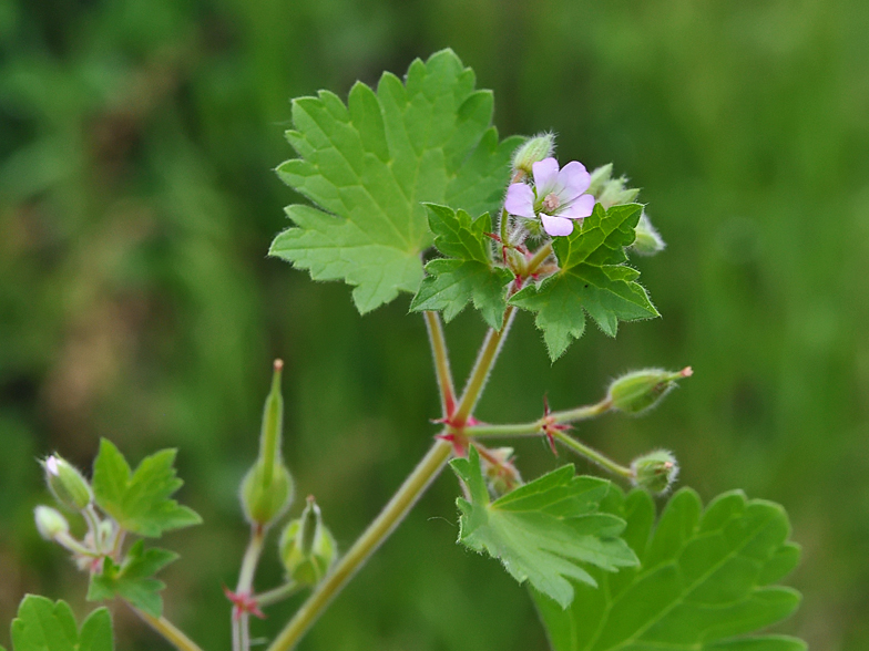 Geranium rotundifolium