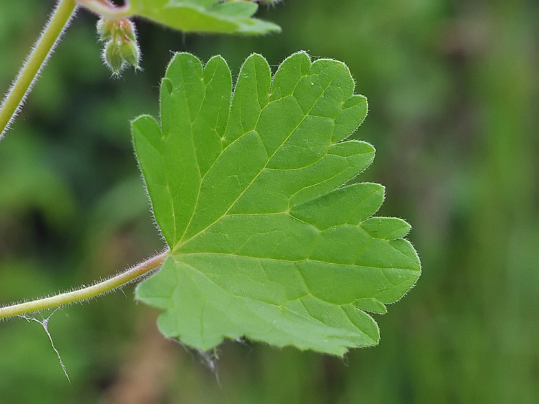 Geranium rotundifolium