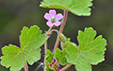 Geranium rotundifolium