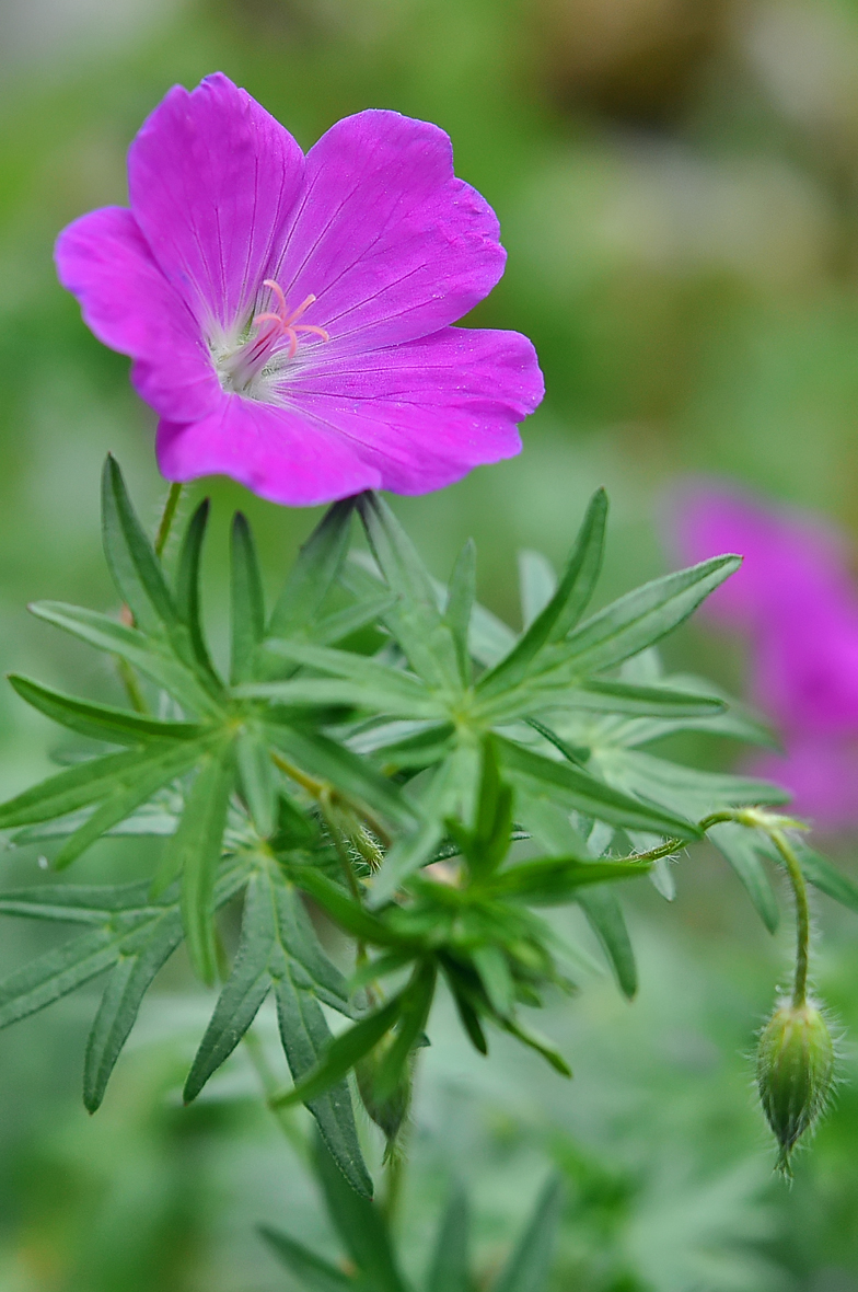 Geranium sanguineum