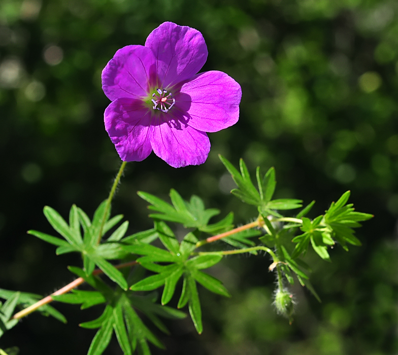 Geranium sanguineum