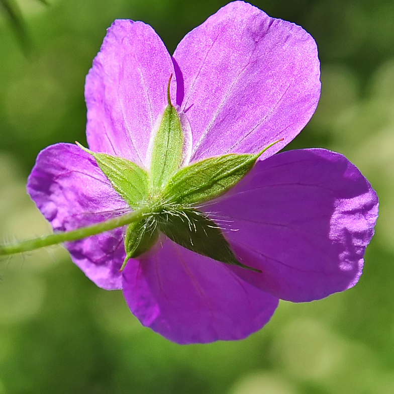 Geranium sanguineum