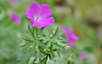 Geranium sanguineum